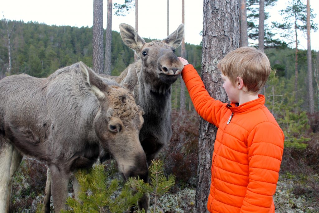 På Elgtun kan du bli bedre kjent med skogens konge. | Foto: Annette W. Høyland