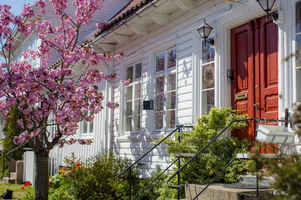 Sakura i full blomst i Posebyen Kristiansand