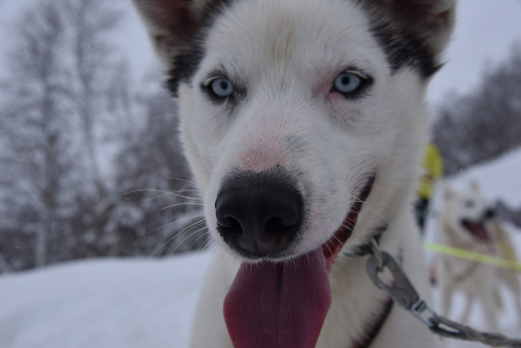 Sirdal huskyfarm har Alaska husky, en hund som er rolig og familievennlig. Foto: E. Høibo©Visit Sørlandet