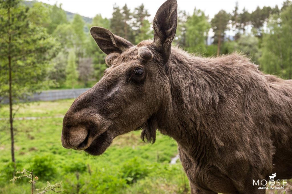 Elgtun - Photo: Moose around the world.