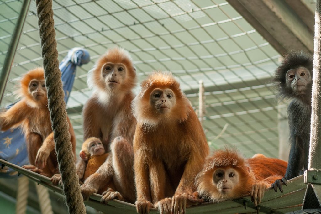 Gulkinngibbon og javalangur er årest nye dyrearter i Dyreparken